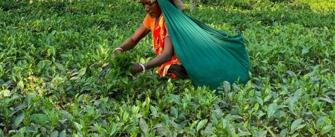 Women and Equality in Tea Gardens of Assam